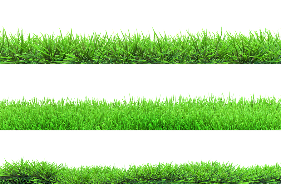 what grass type