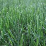 Bermuda Grass