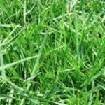 Centipede Grass