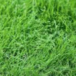 Fescue Grass