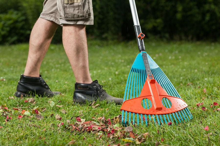 how to dethatch your lawn