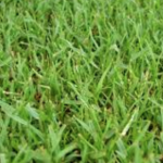 Zoysia Grass