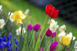 Best time to reseed your lawn